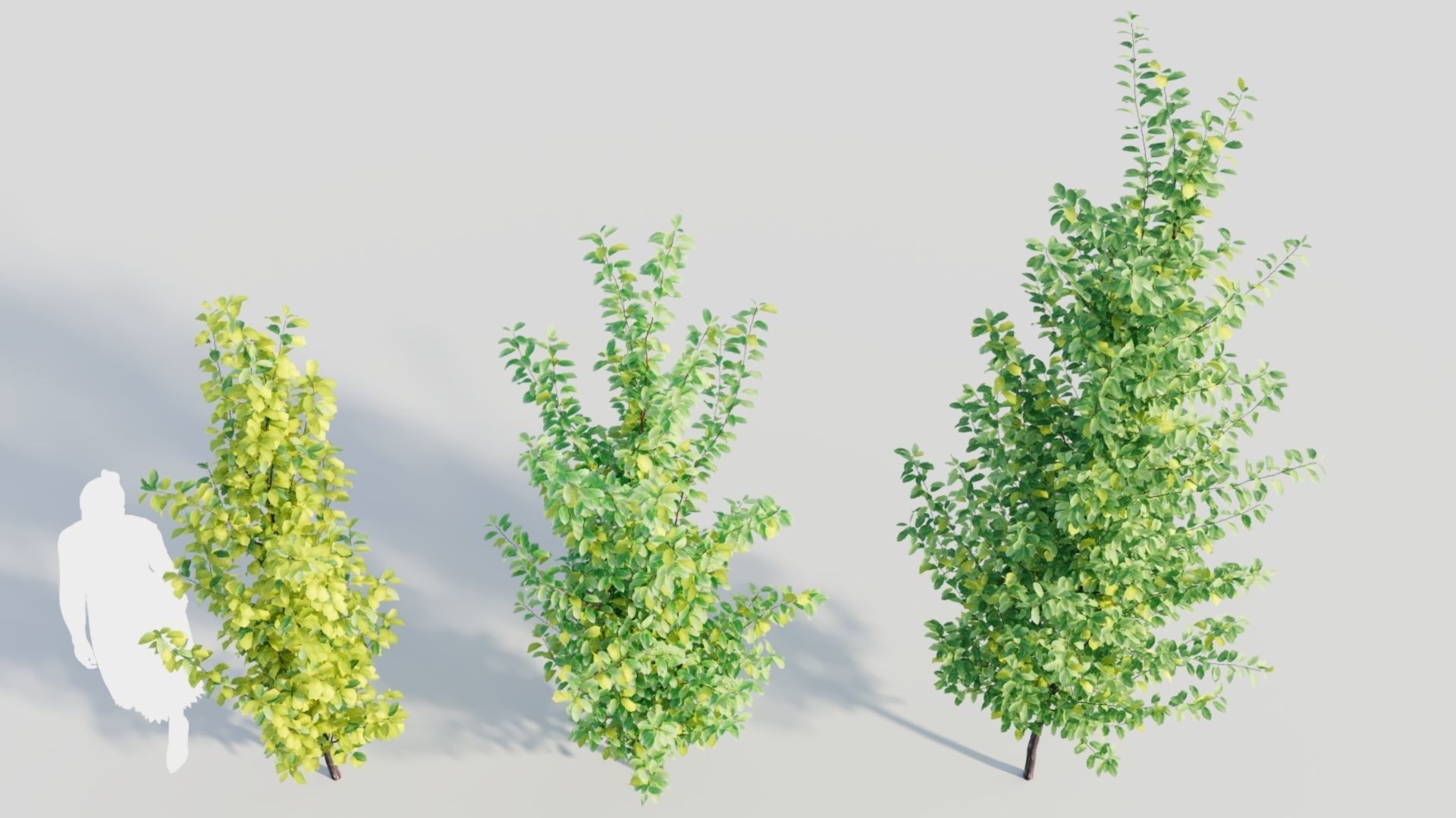 Rhamnus Frangula c 3D model_4