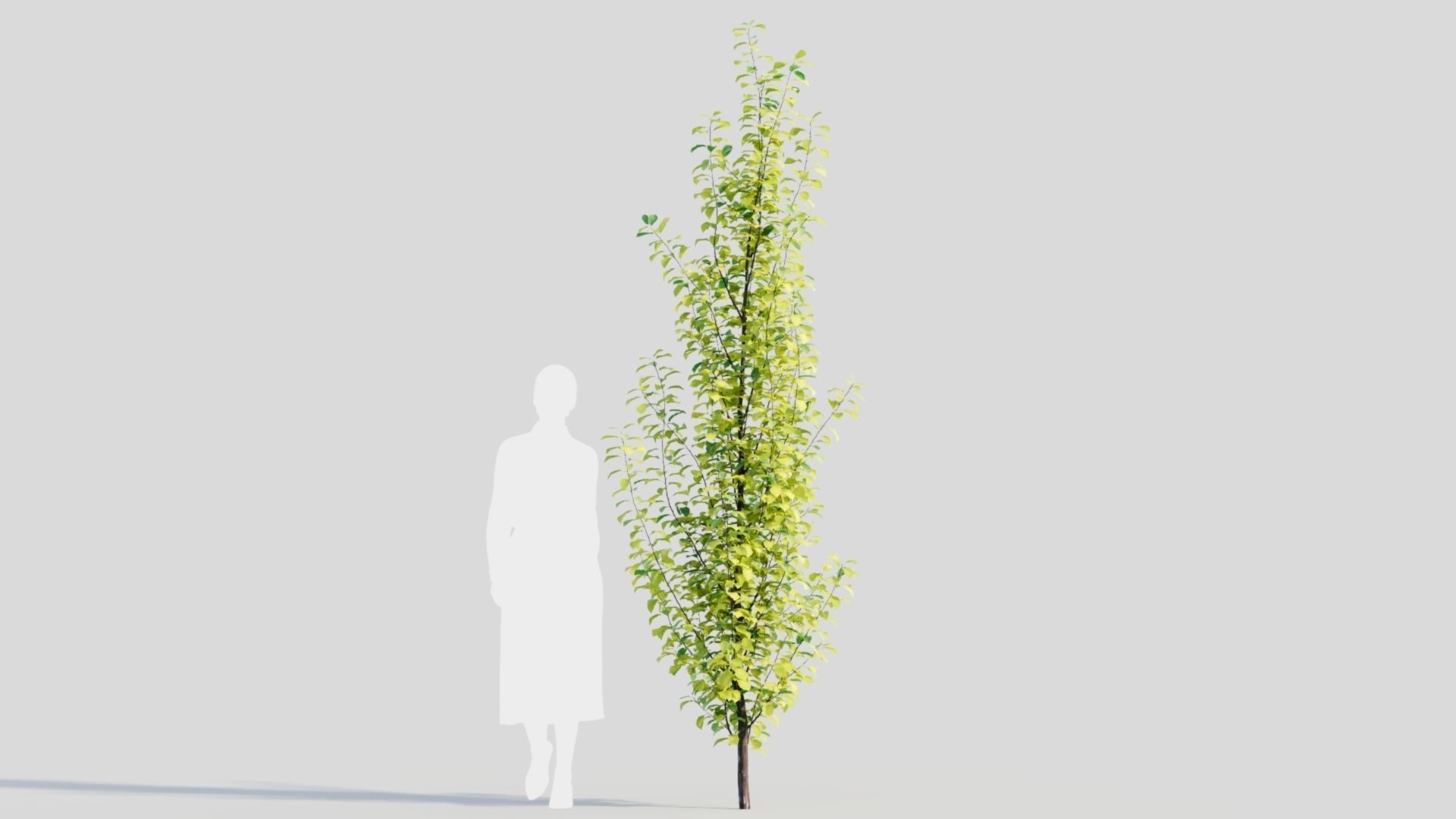 Rhamnus Frangula c 3D model_7