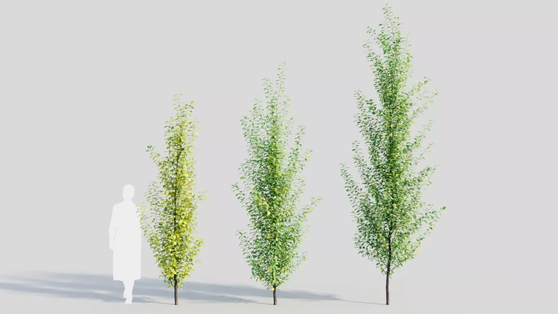 Rhamnus Frangula c 3D model_0