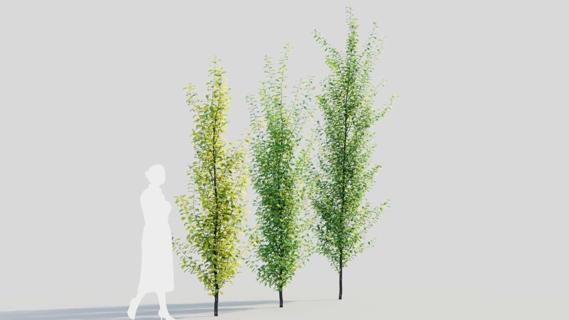 Rhamnus Frangula c 3D model_5