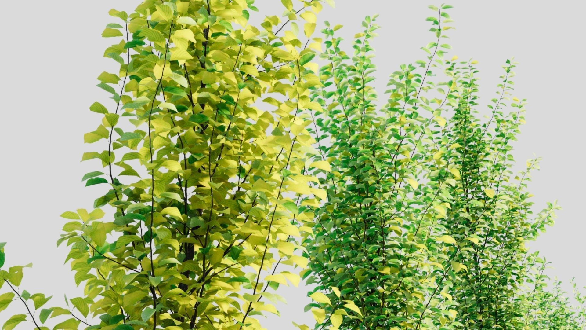 Rhamnus Frangula c 3D model_2