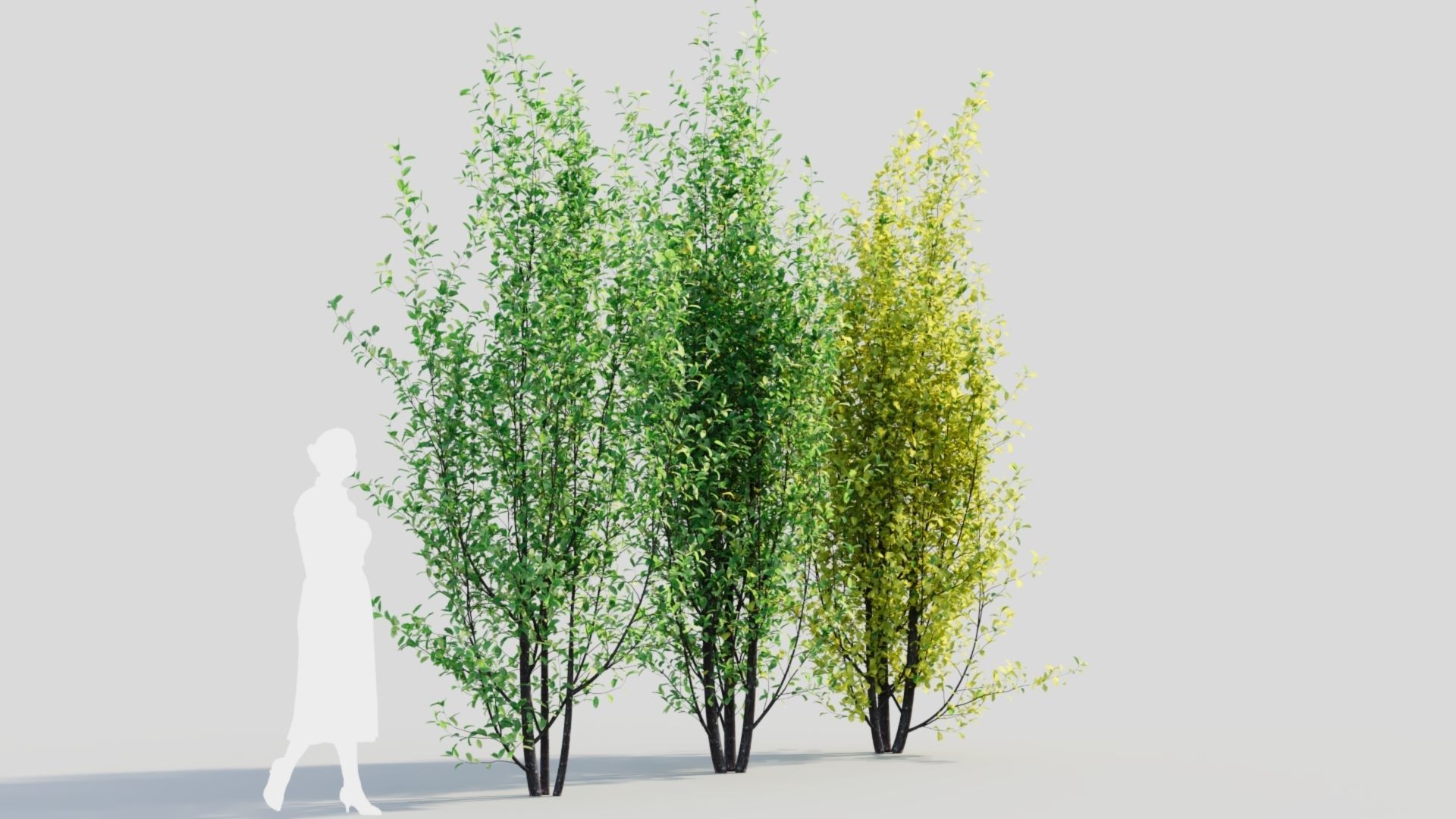 Rhamnus Frangula d 3D model_3