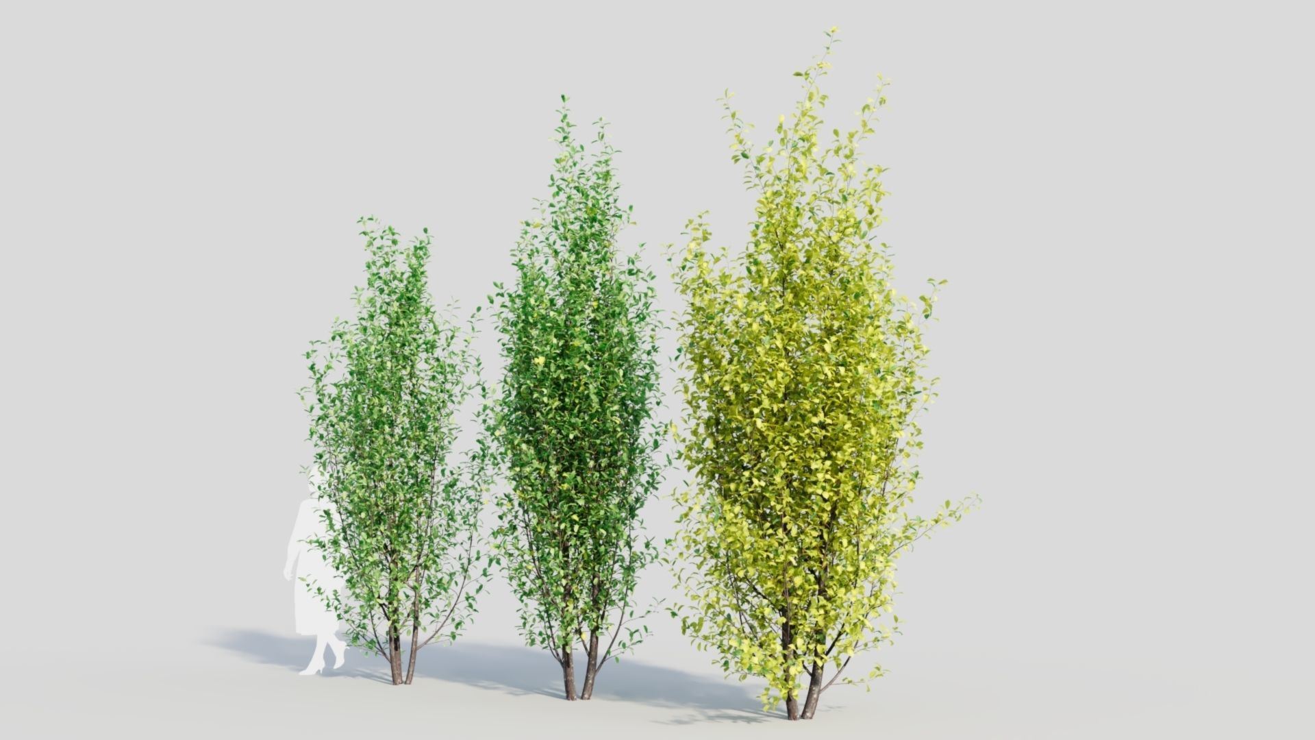 Rhamnus Frangula d 3D model_1