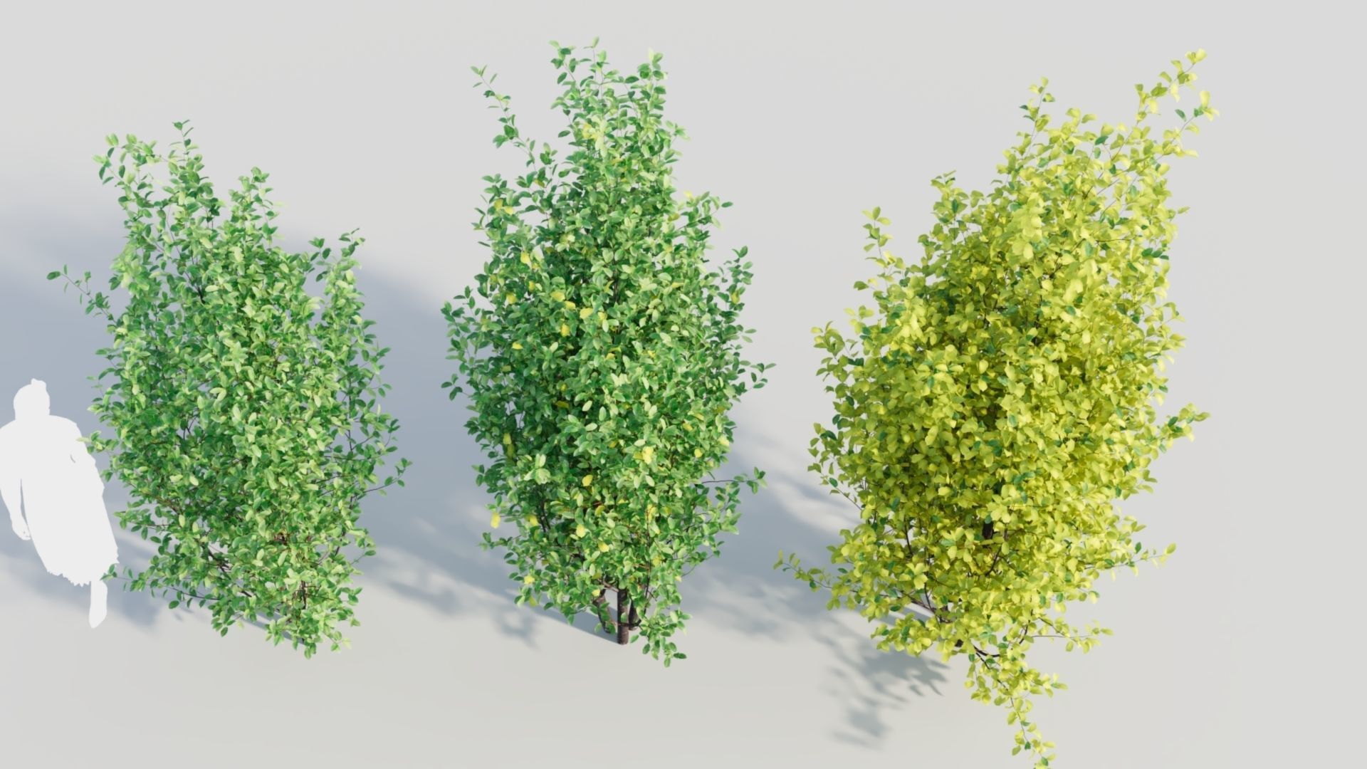 Rhamnus Frangula d 3D model_2