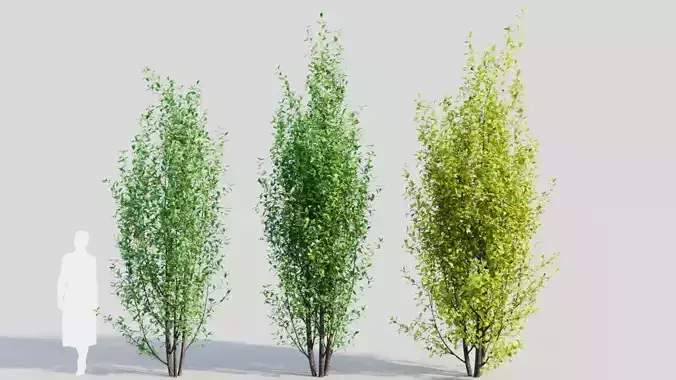Rhamnus Frangula d 3D model