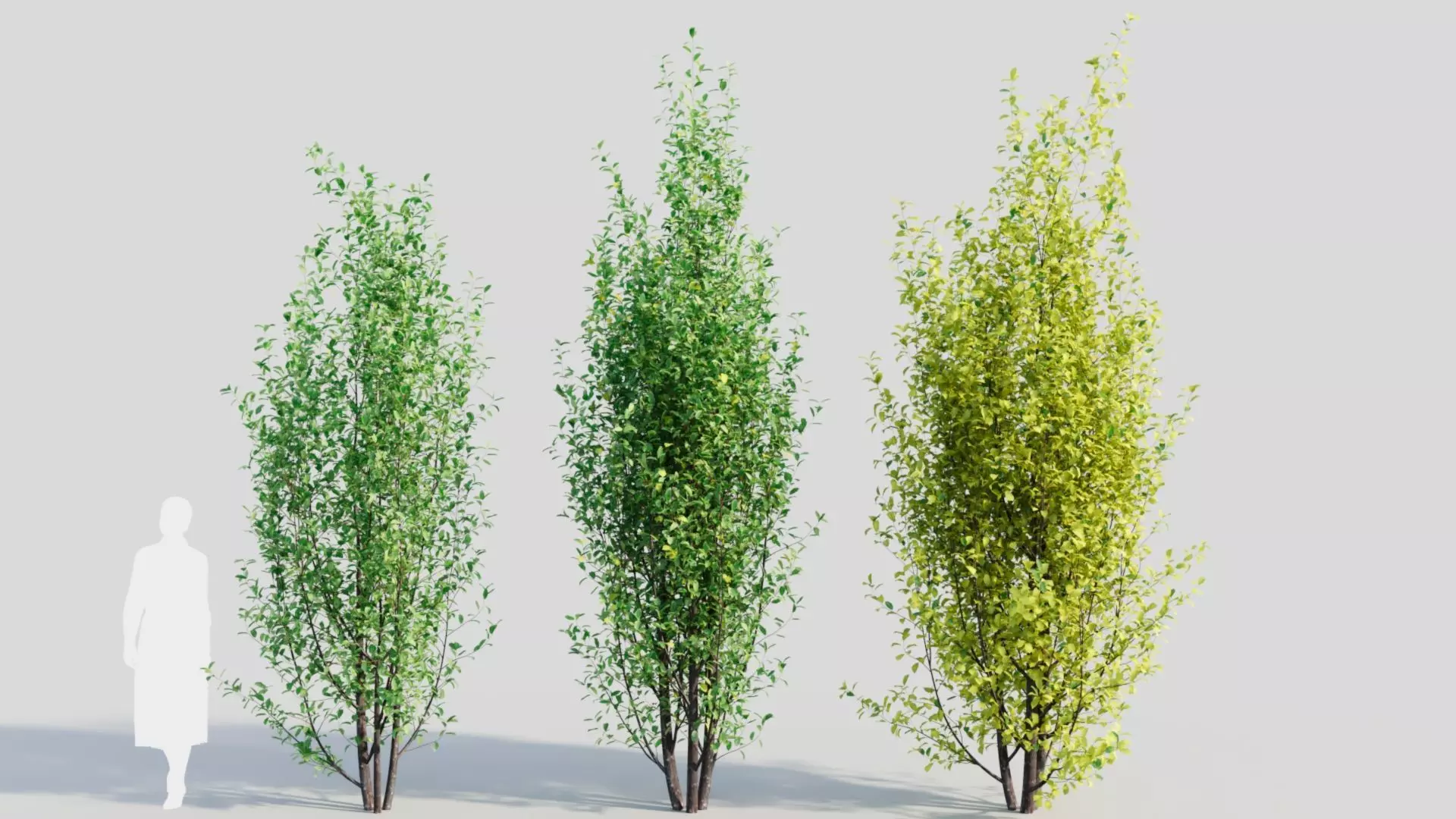 Rhamnus Frangula d 3D model_0