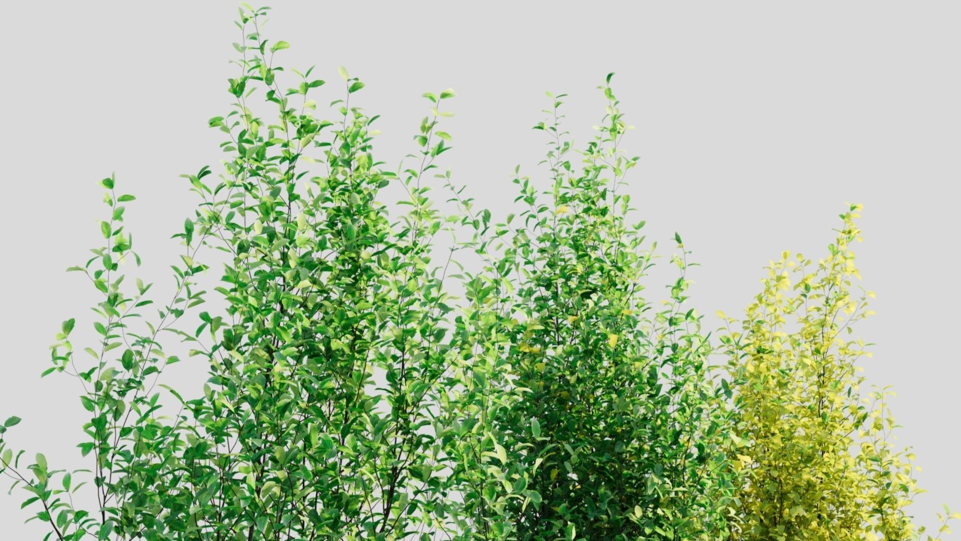 Rhamnus Frangula d 3D model_5