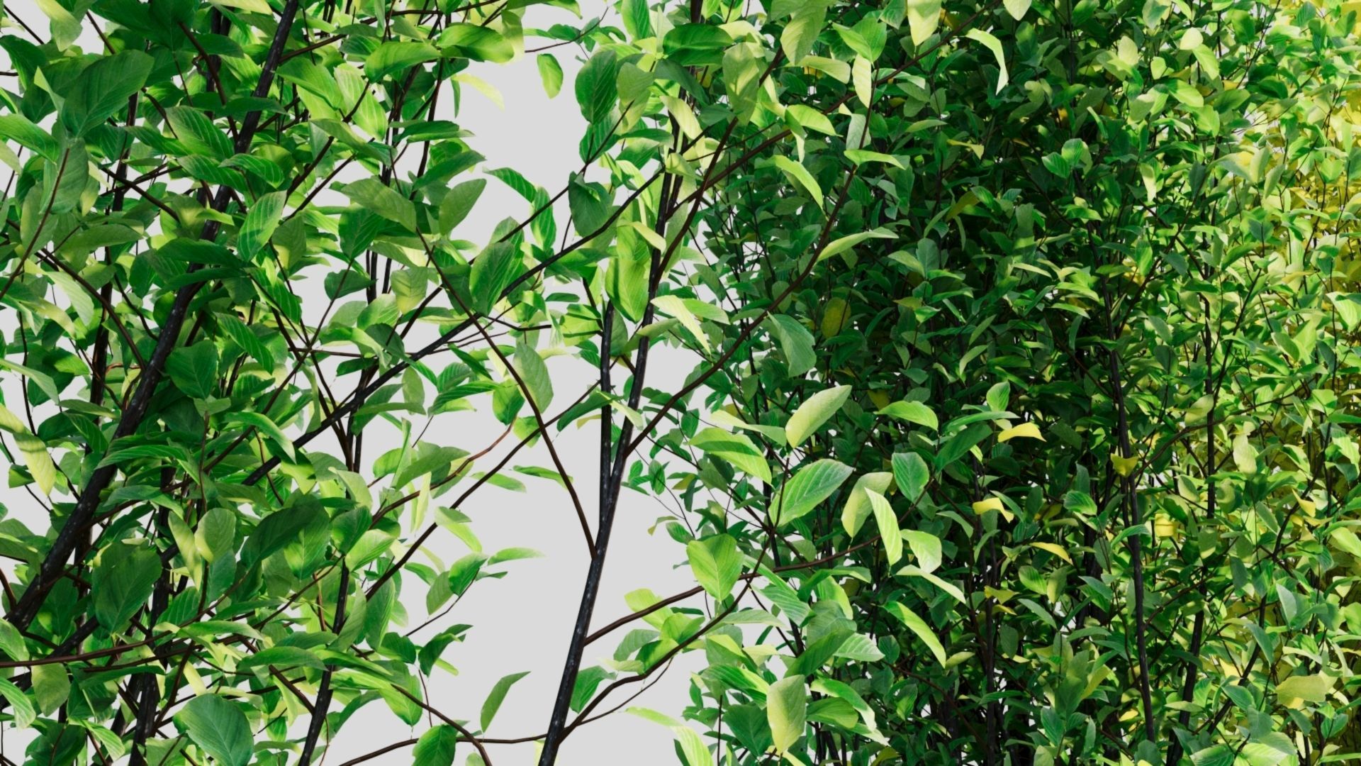 Rhamnus Frangula d 3D model_6