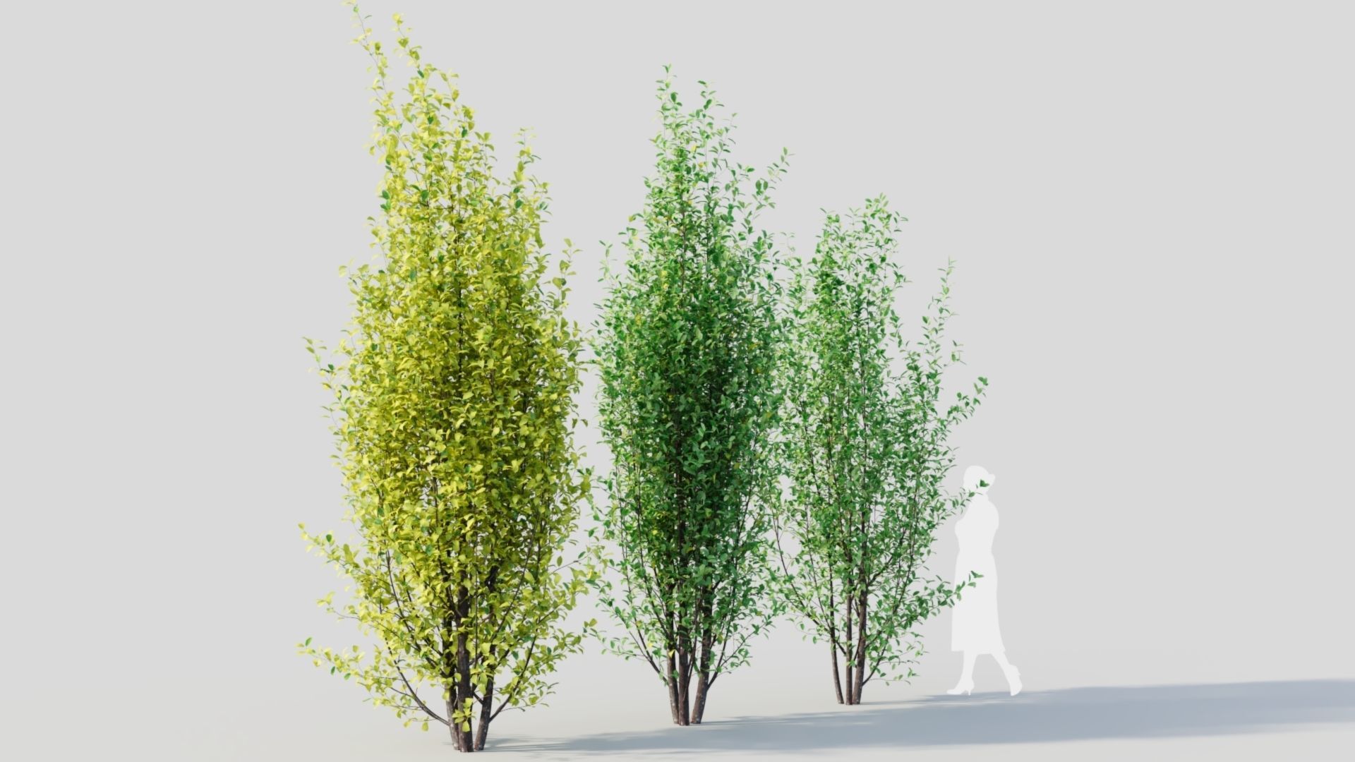 Rhamnus Frangula d 3D model_4