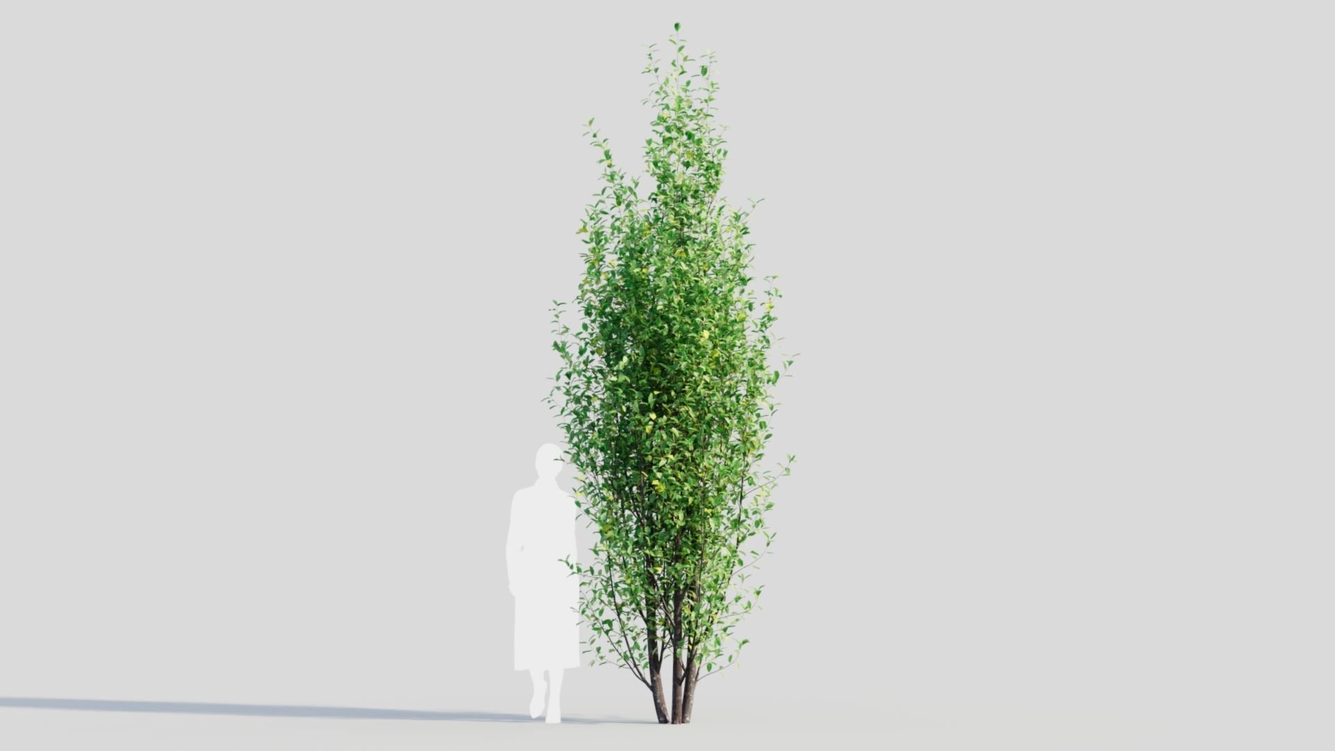 Rhamnus Frangula d 3D model_8
