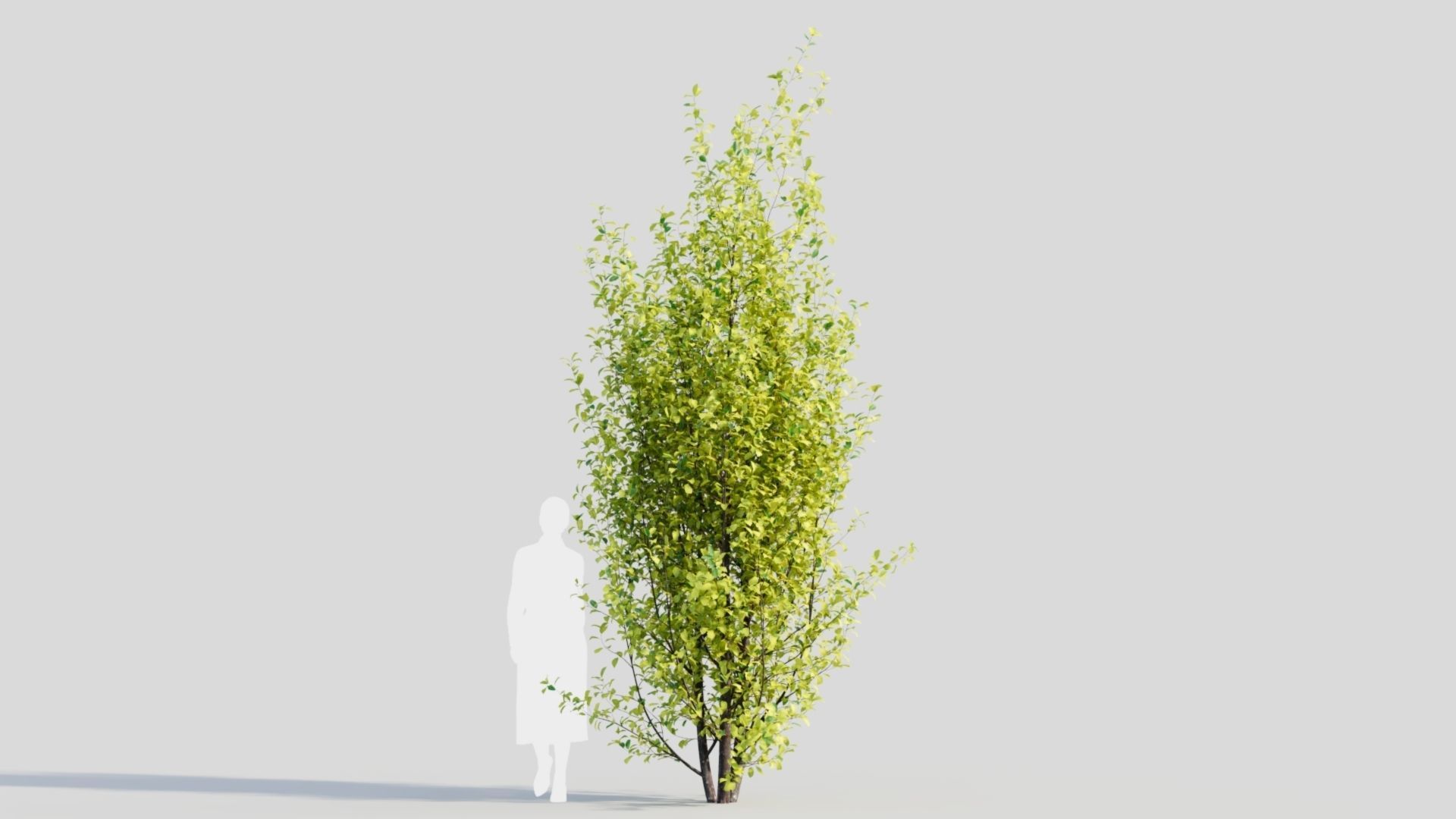 Rhamnus Frangula d 3D model_9