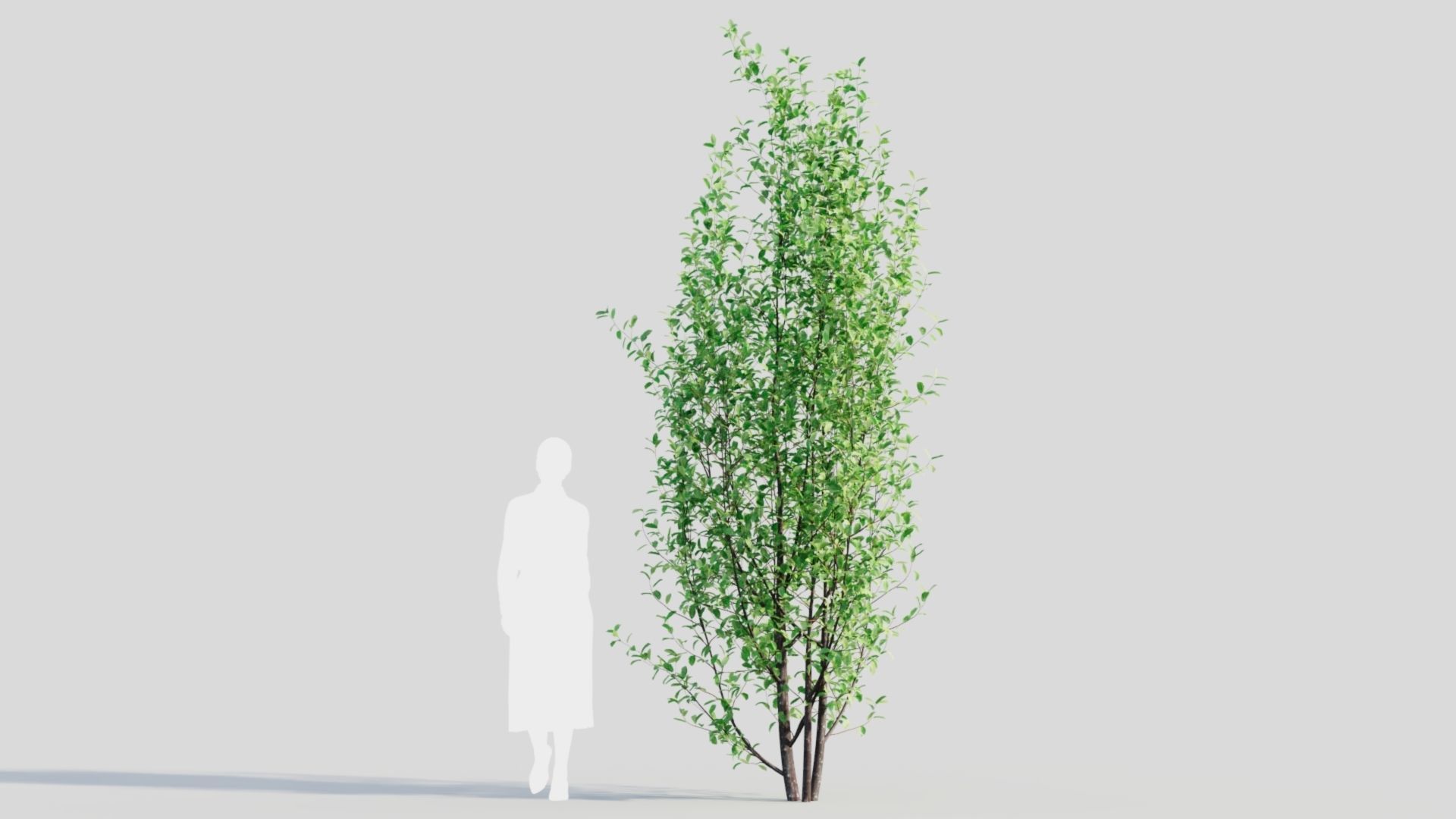 Rhamnus Frangula d 3D model_7