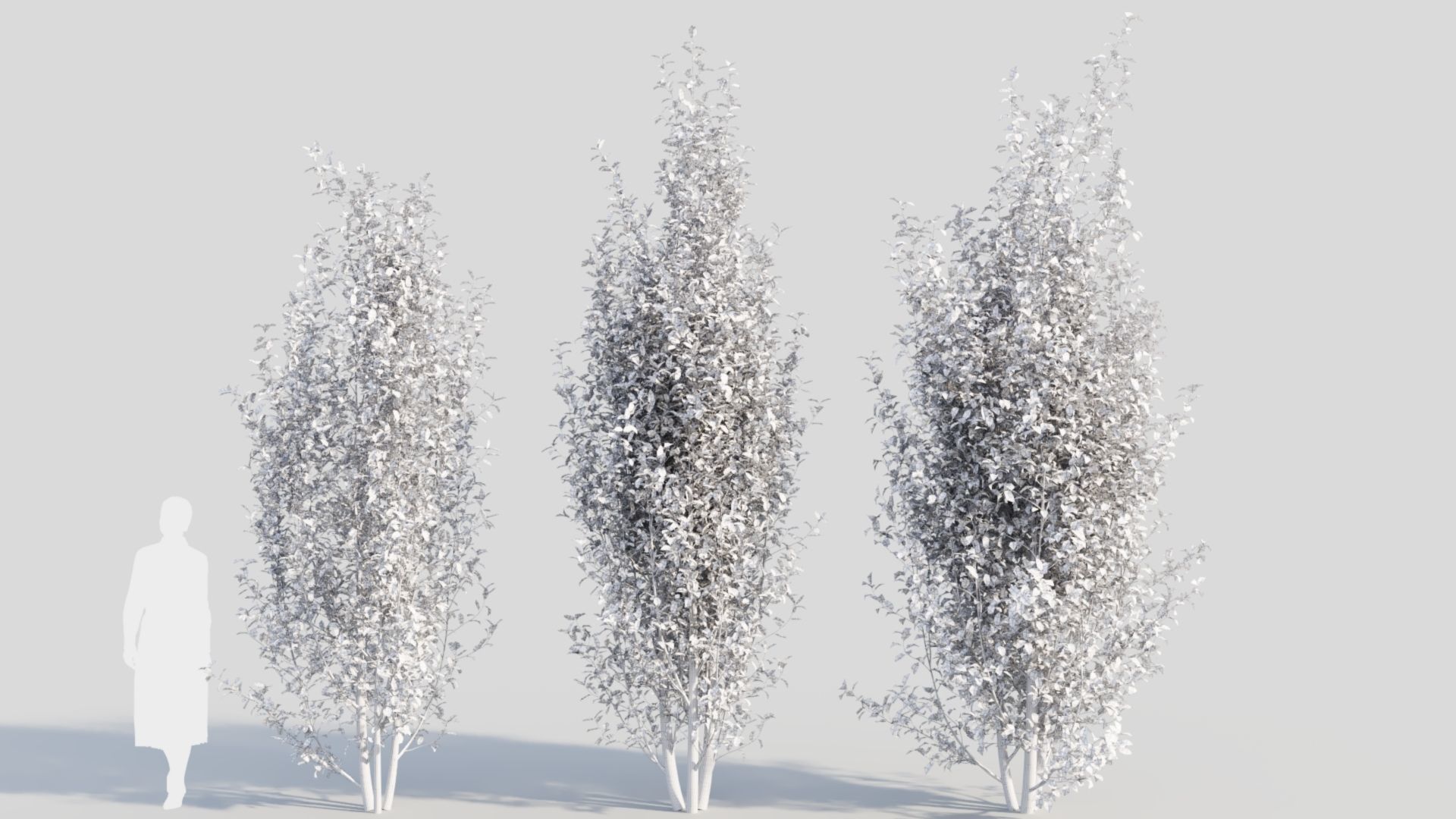 Rhamnus Frangula d 3D model_10