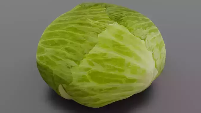Cabbage 3D Model