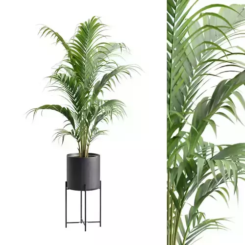 Majesty Palm Metal Stand