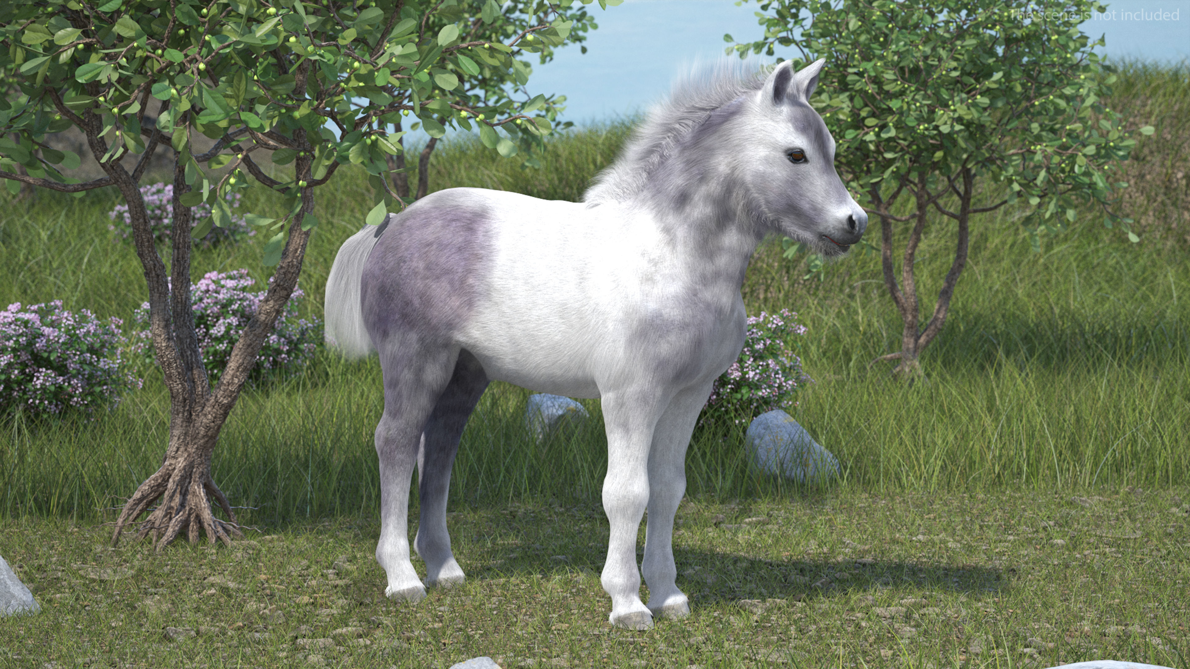 Shetland Pony White Fur Rigged 3D model