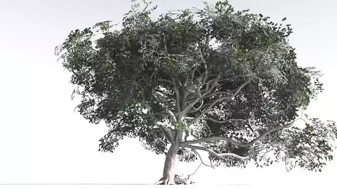 EVERYPlant Portia Tree 4 --14 Models-- 3D model