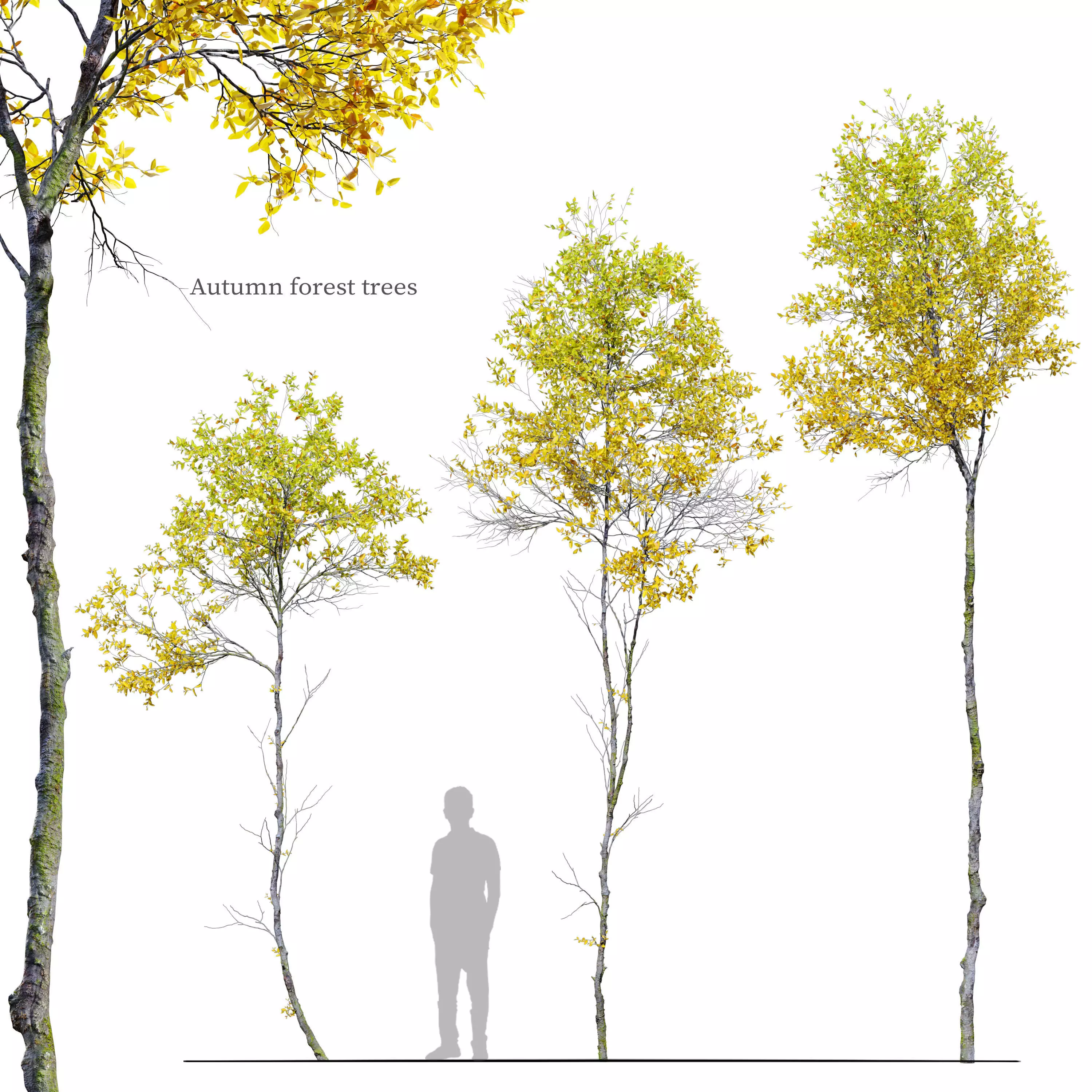 Autumn forest trees 01 3D model_0