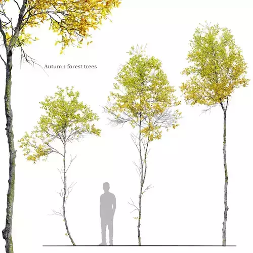 Autumn forest trees 01 3D model