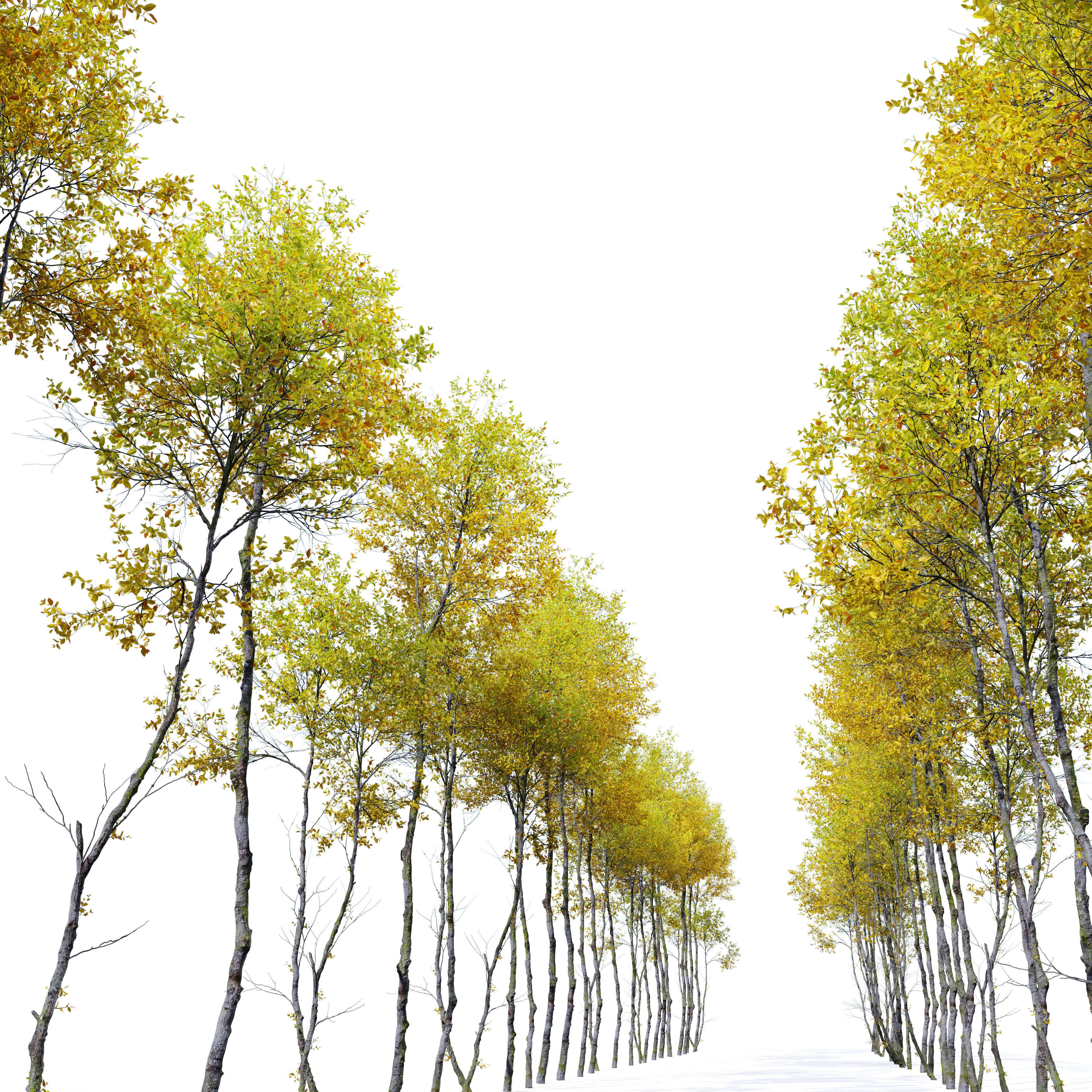Autumn forest trees 01 3D model_2
