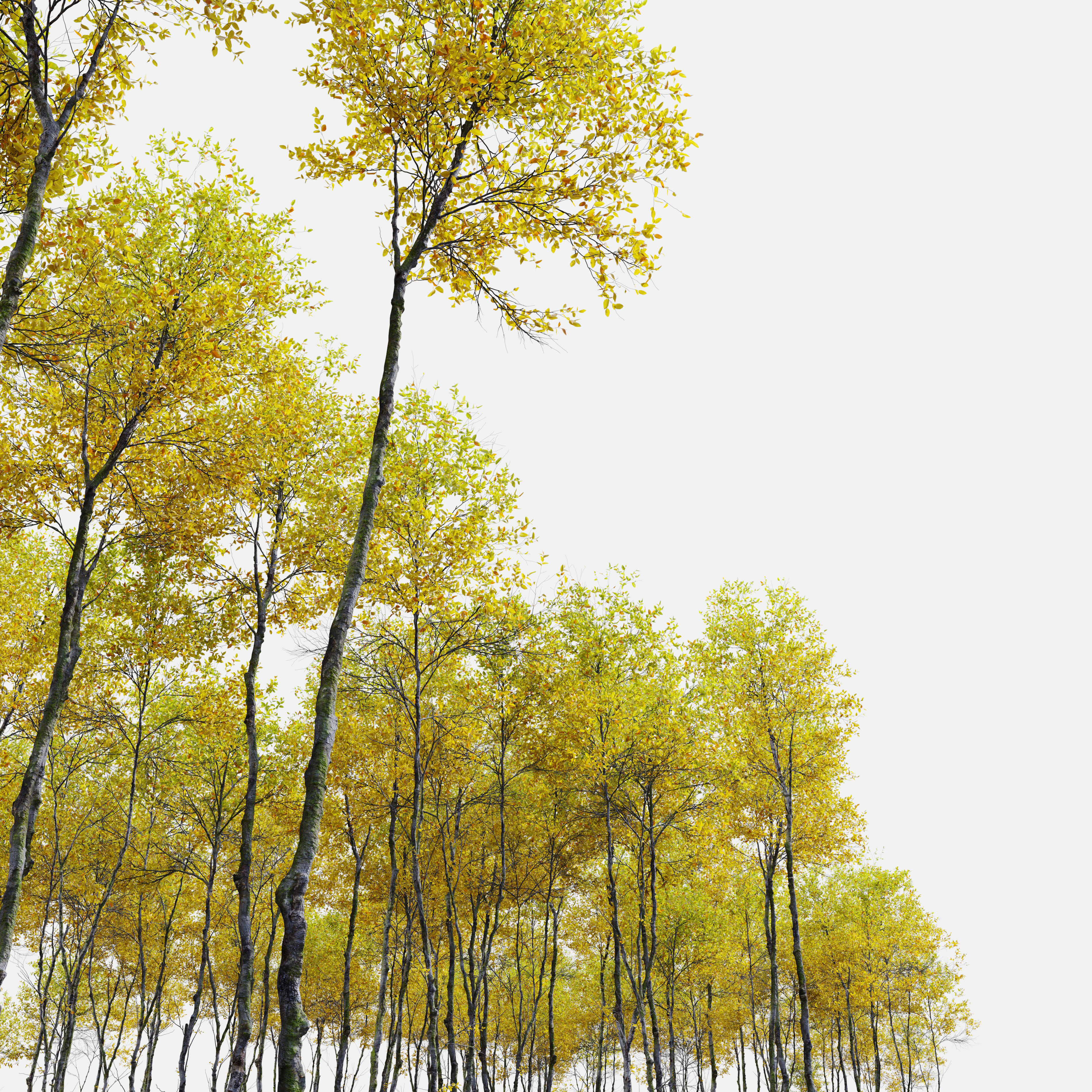 Autumn forest trees 01 3D model_3