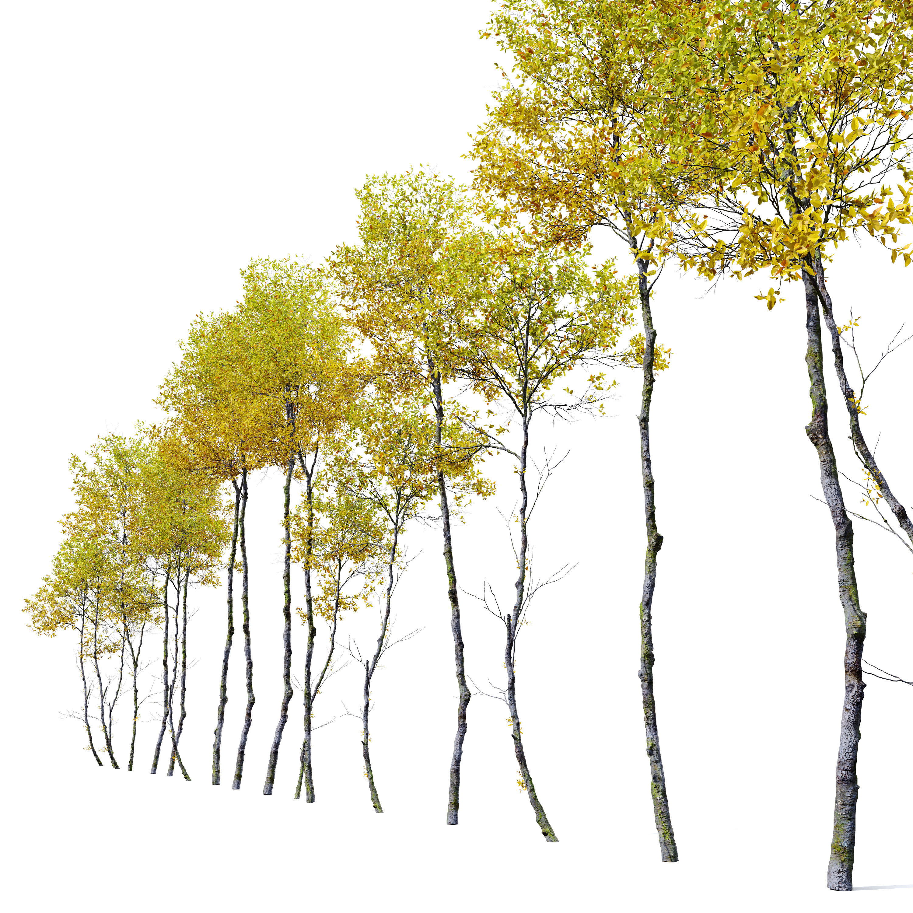 Autumn forest trees 01 3D model_1