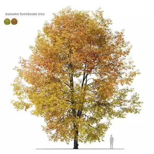 Autumn hornbeam tree