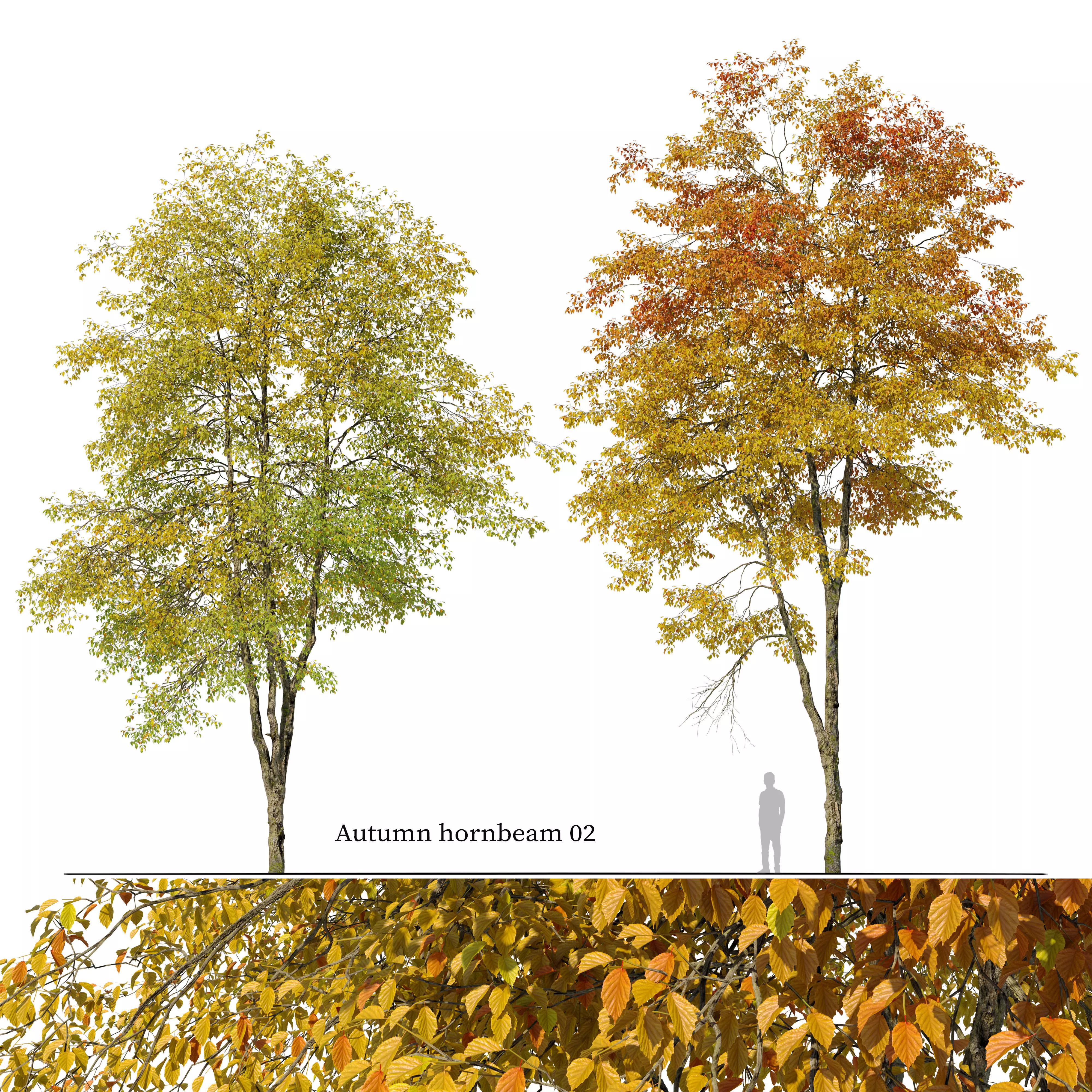 Autumn hornbeam tree 02 3D model