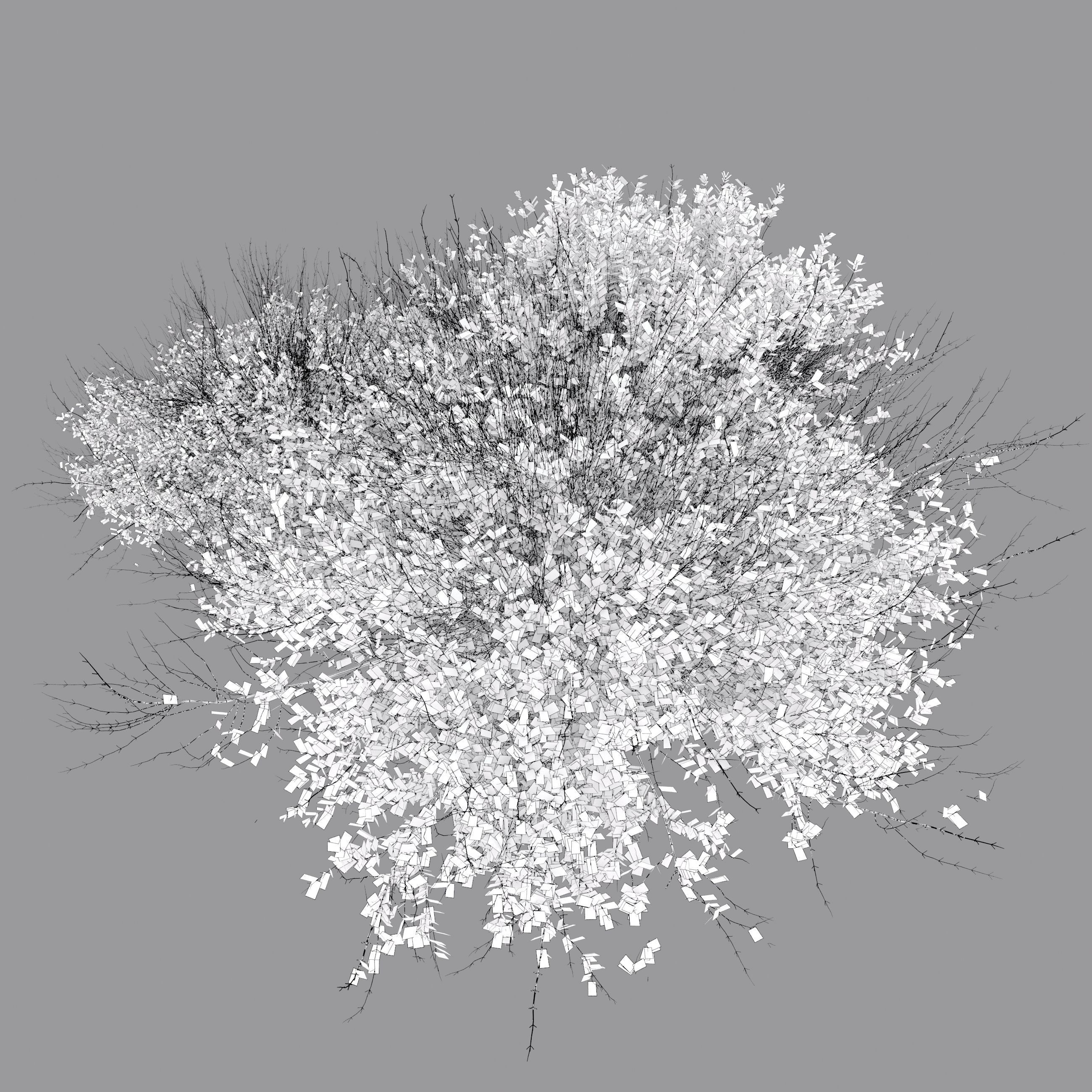 Autumn Arctostaphylos 3D model_4
