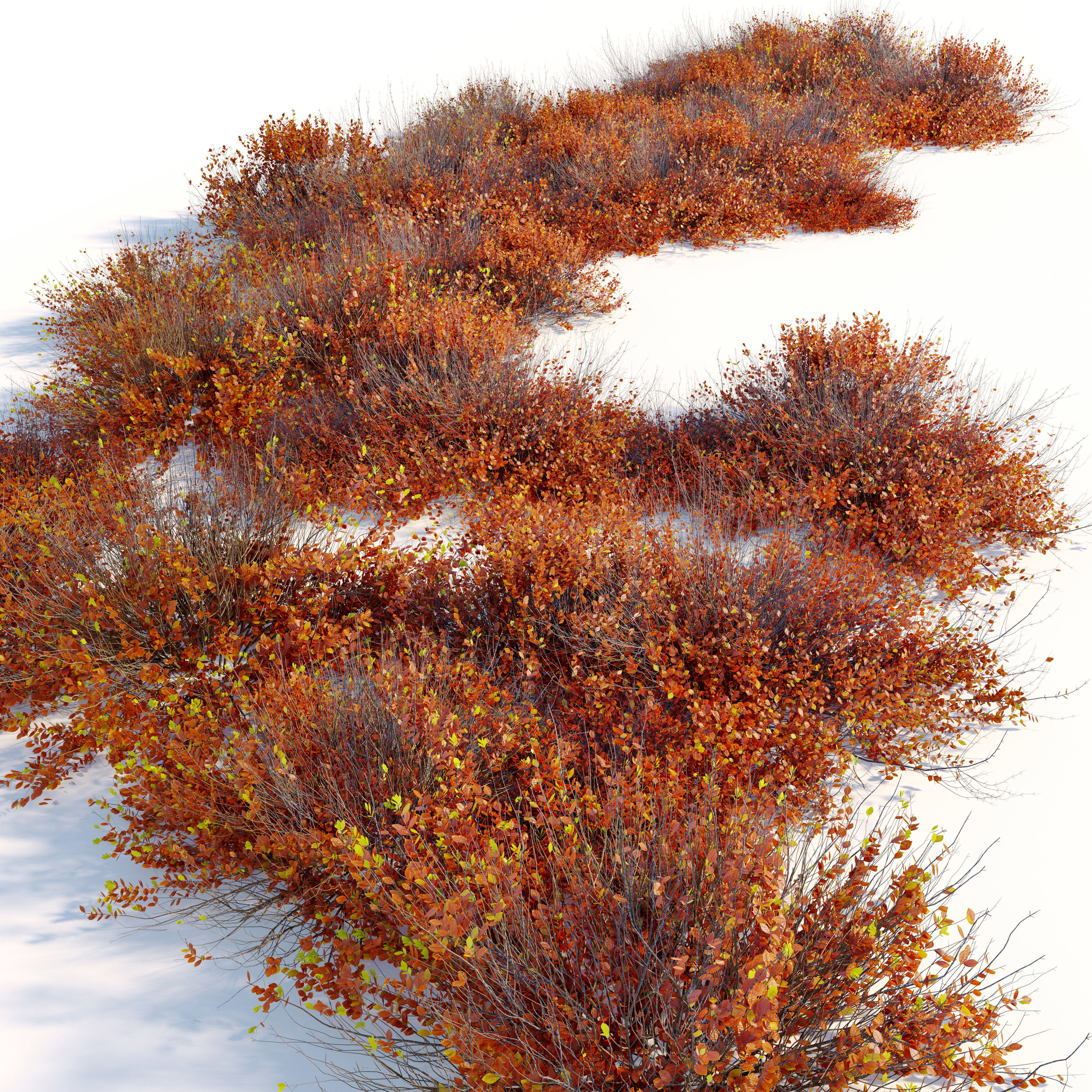 Autumn Arctostaphylos 3D model_1