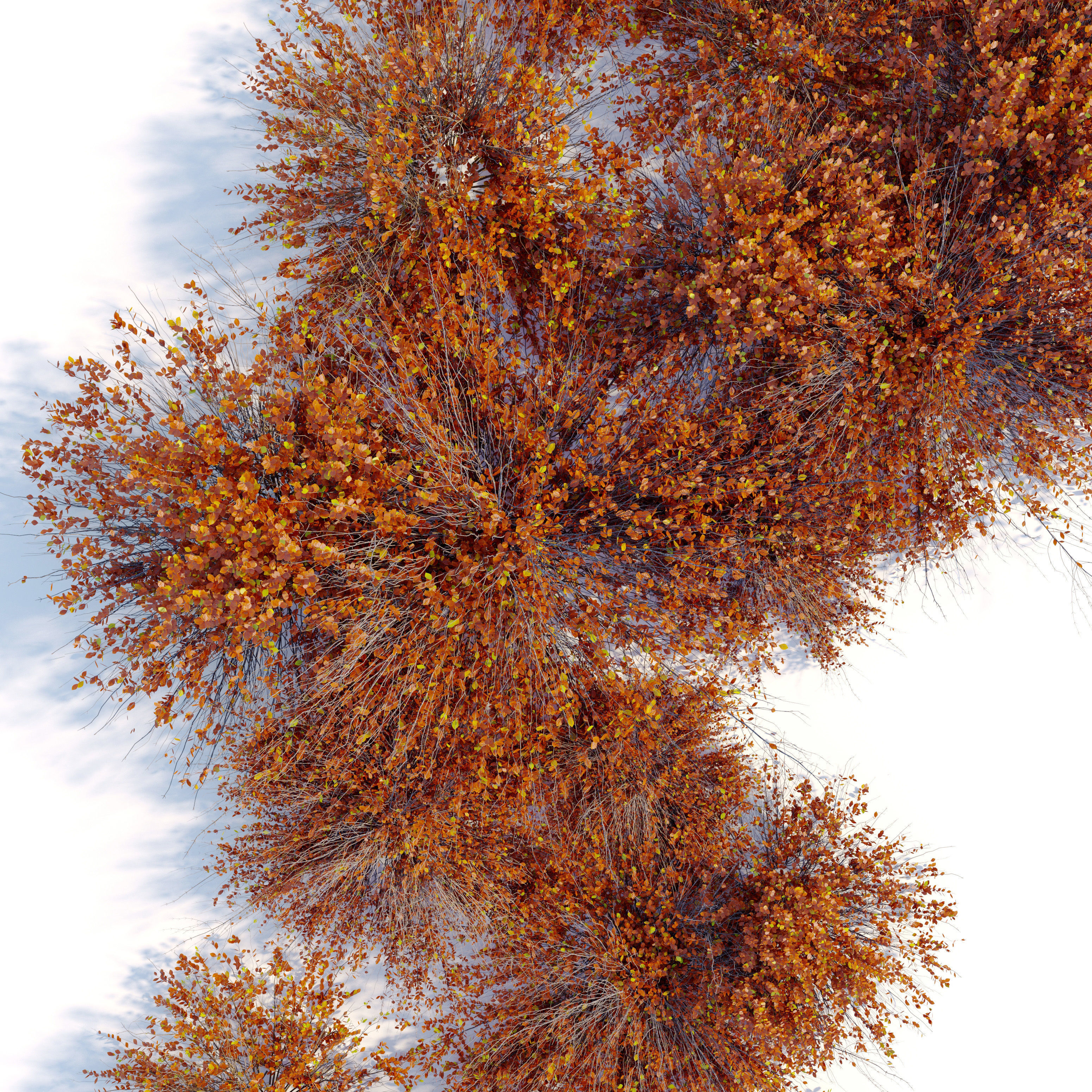 Autumn Arctostaphylos 3D model_3