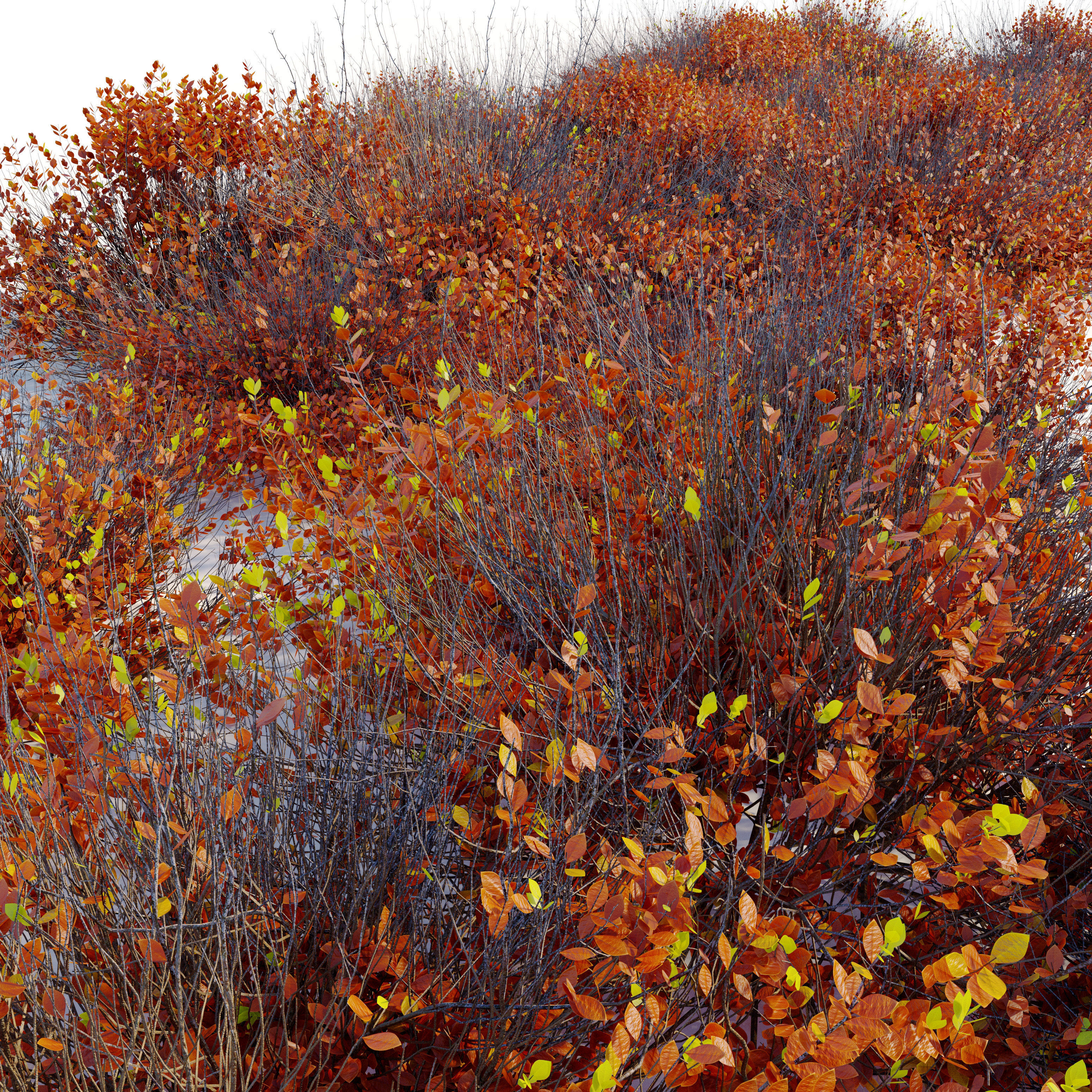 Autumn Arctostaphylos 3D model_2