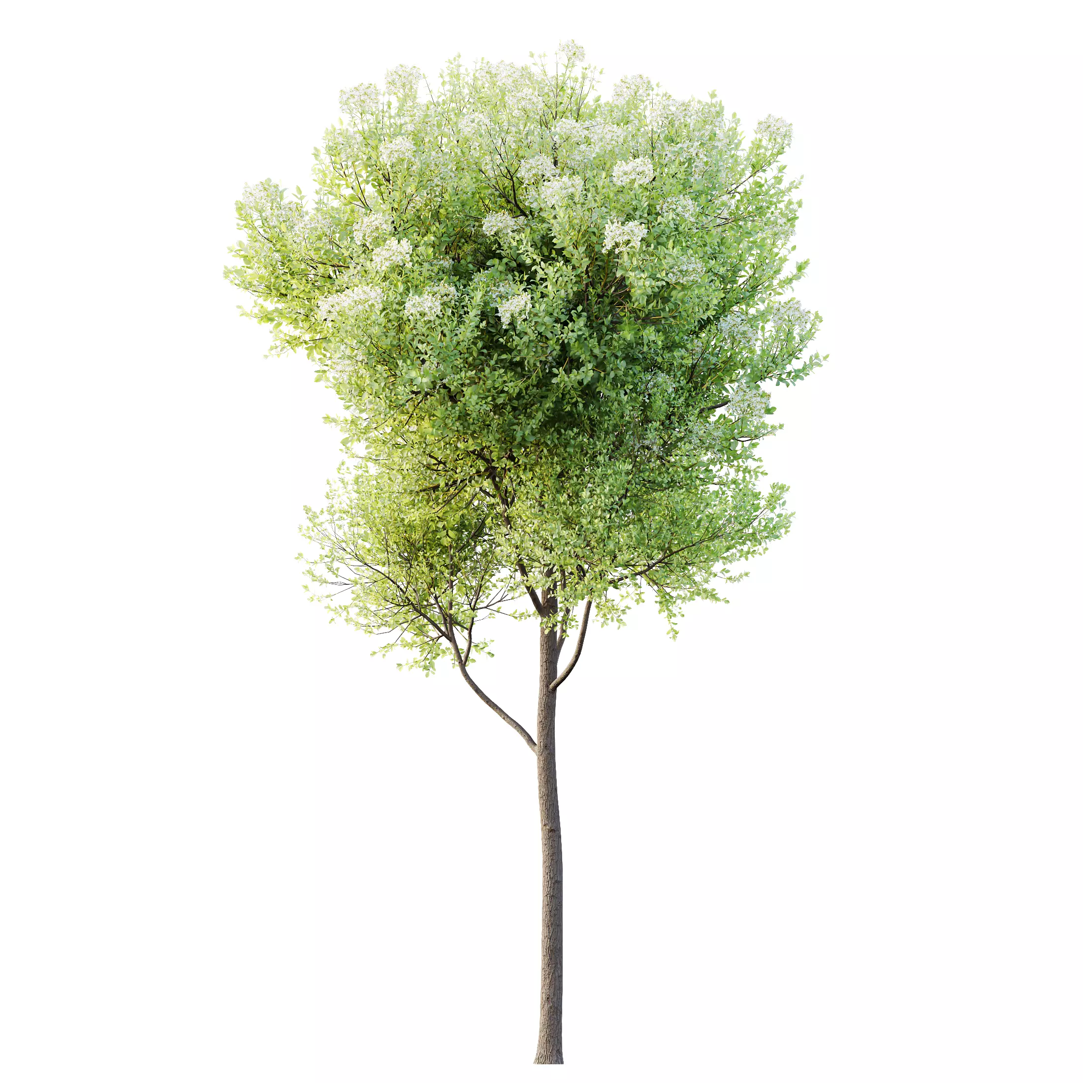 HQ Plants Teak Tectona Grandis Tree 3D model_0