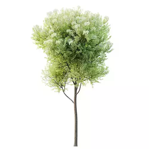 HQ Plants Teak Tectona Grandis Tree 3D model