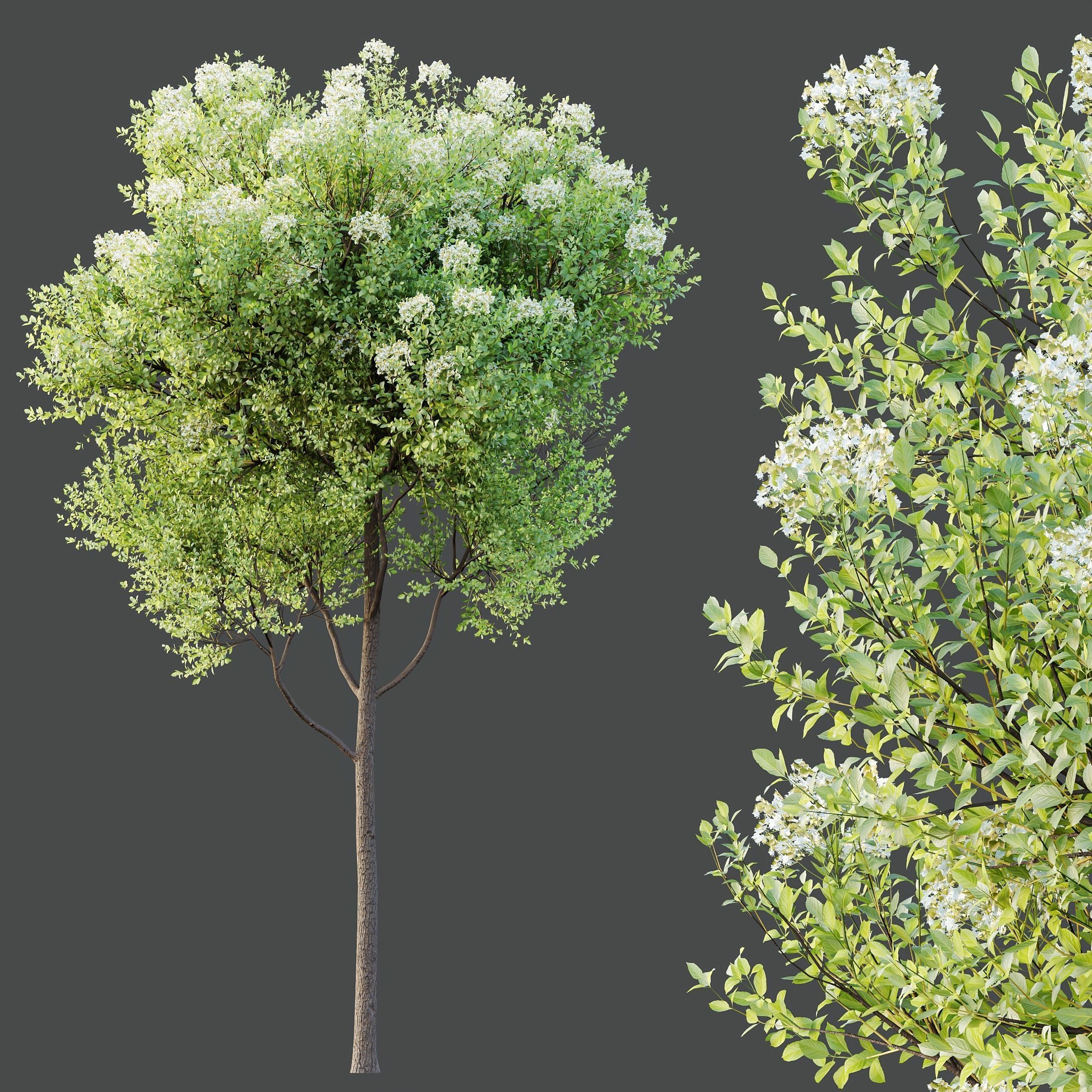 HQ Plants Teak Tectona Grandis Tree 3D model_1
