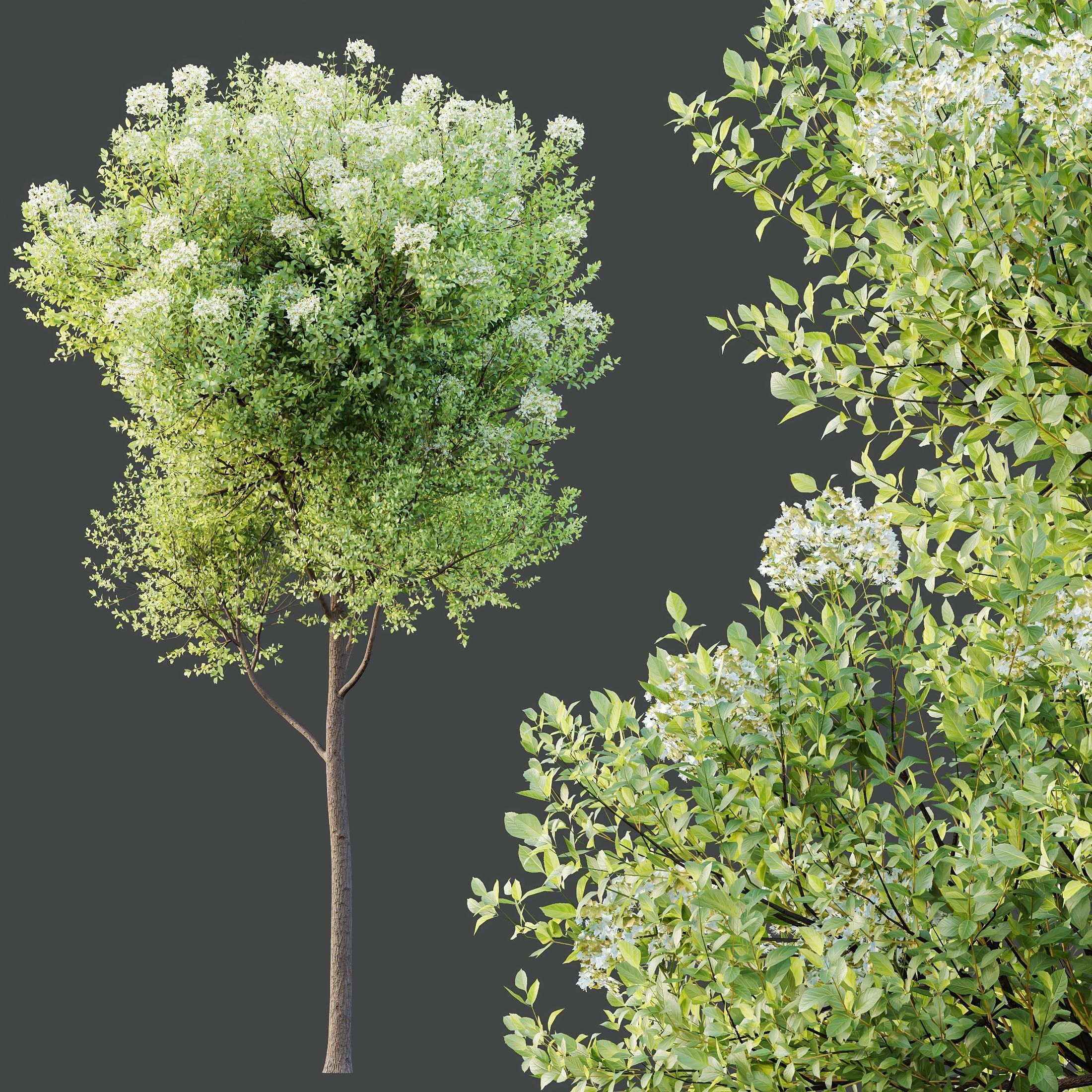 HQ Plants Teak Tectona Grandis Tree 3D model_2