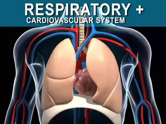 Human Respiratory System 3D model