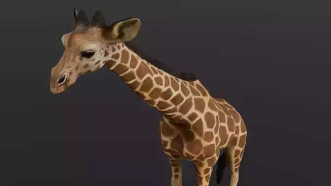 Giraffe 3D Model 