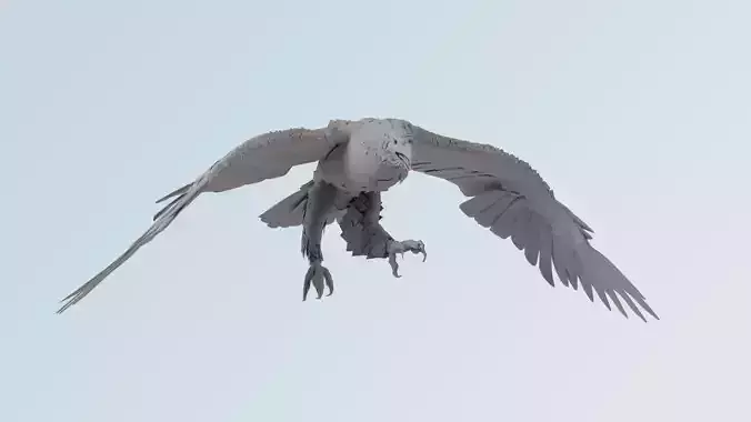 Eagle - Golden eagle 