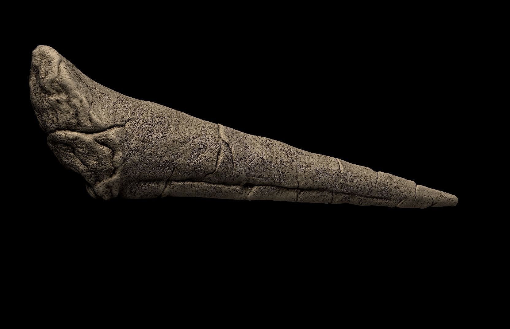 Stegosaurus Spike Thagomizer 3D print model_3