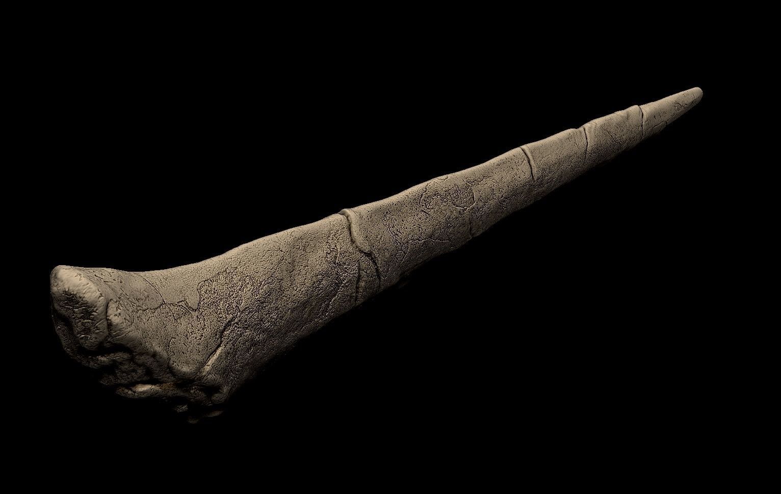 Stegosaurus Spike Thagomizer 3D print model_2