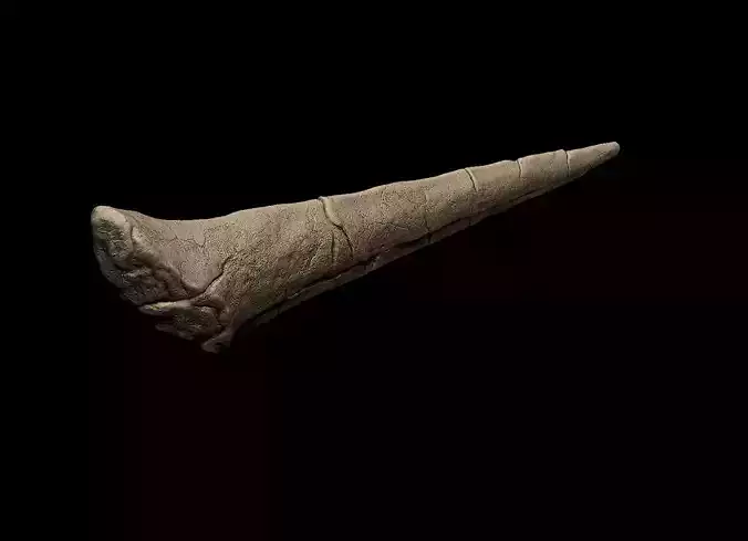 Stegosaurus Spike Thagomizer