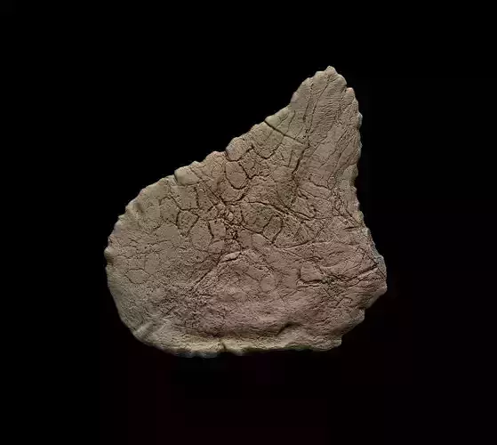 Stegosaurus Plate