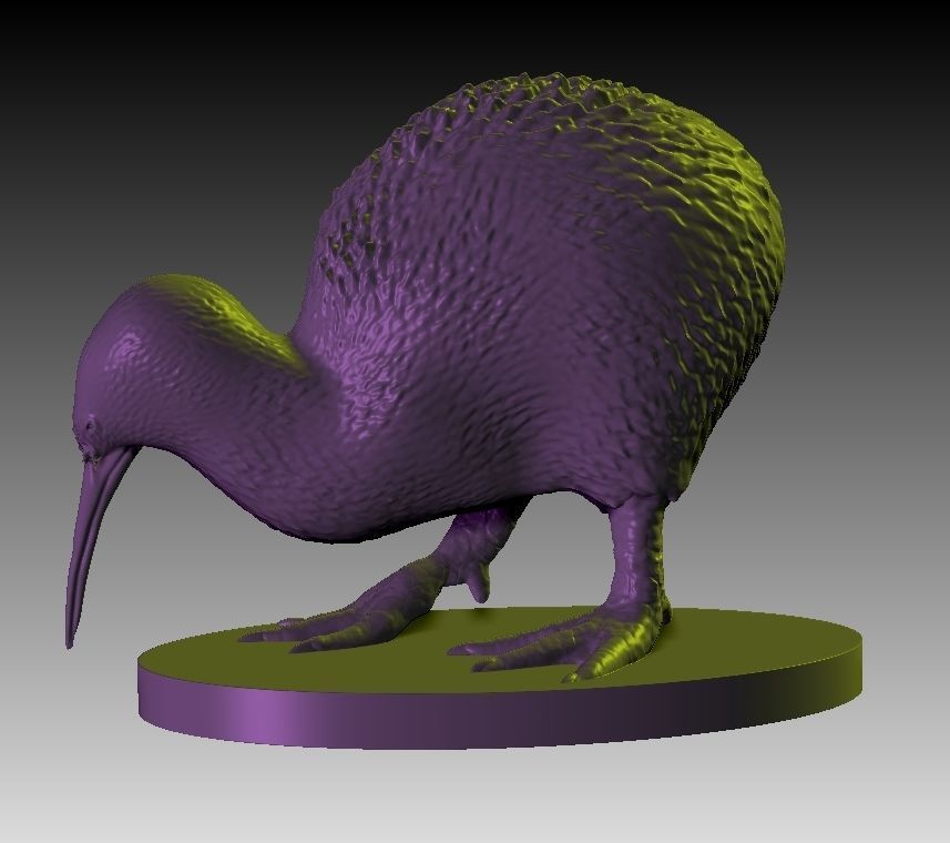 Kiwi a realistic 3D model of the New Zealand endemic Kiwi bird 3D print model_5