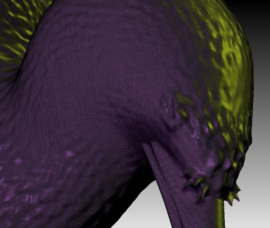 Kiwi a realistic 3D model of the New Zealand endemic Kiwi bird 3D print model_6