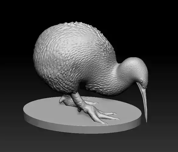 Kiwi a realistic 3D model of the New Zealand endemic Kiwi bird 3D print model