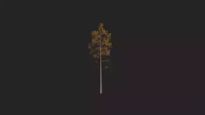 Tree 3D Model 003