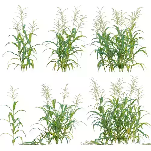 Maize - Zea mays - Corn