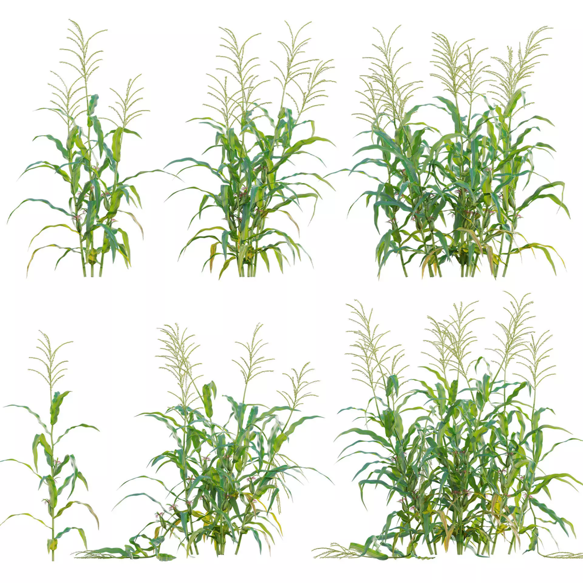 Maize - Zea mays - Corn Low-poly 3D model