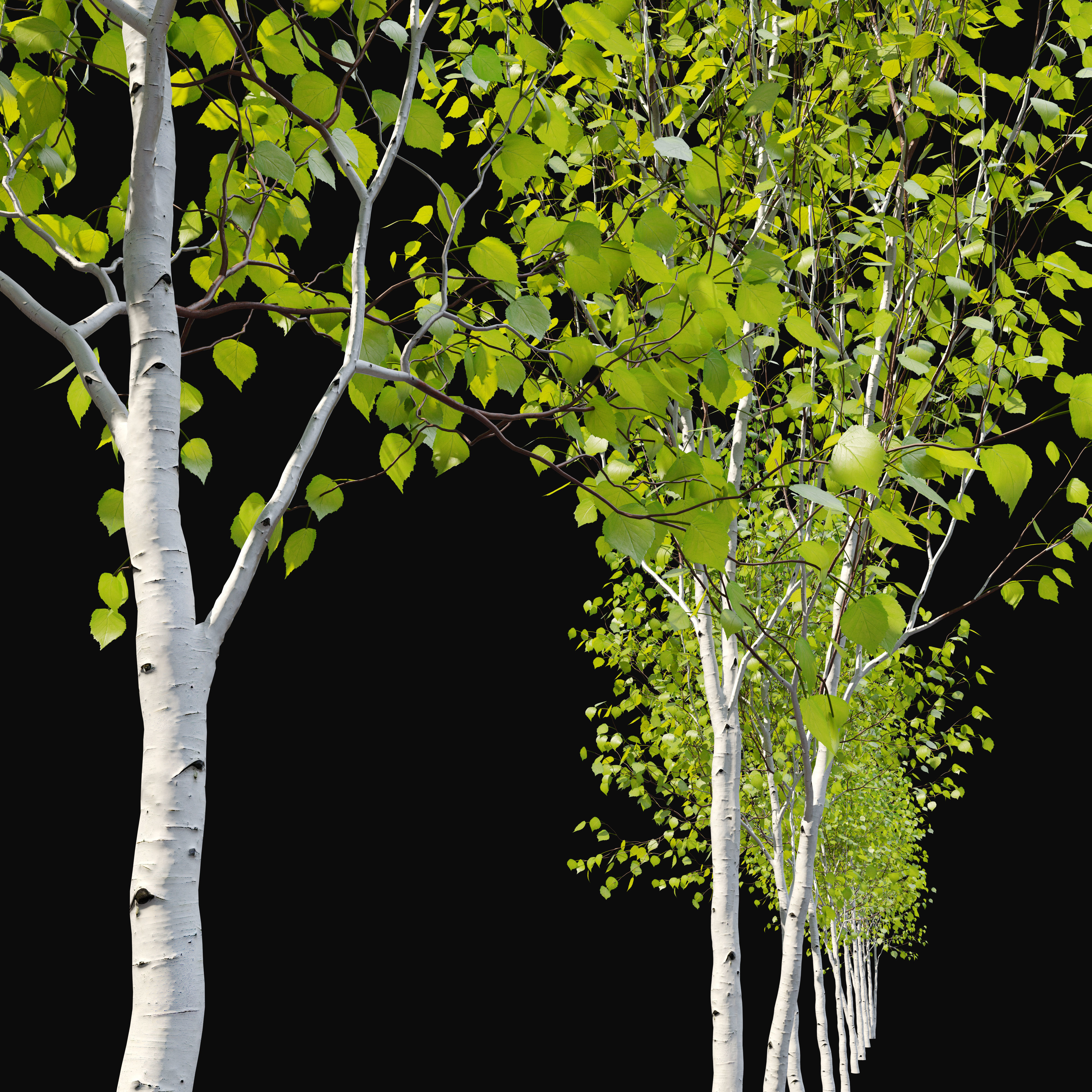 Himalayan birch 3D model_1